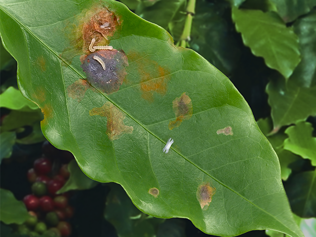 Leucoptera coffeella