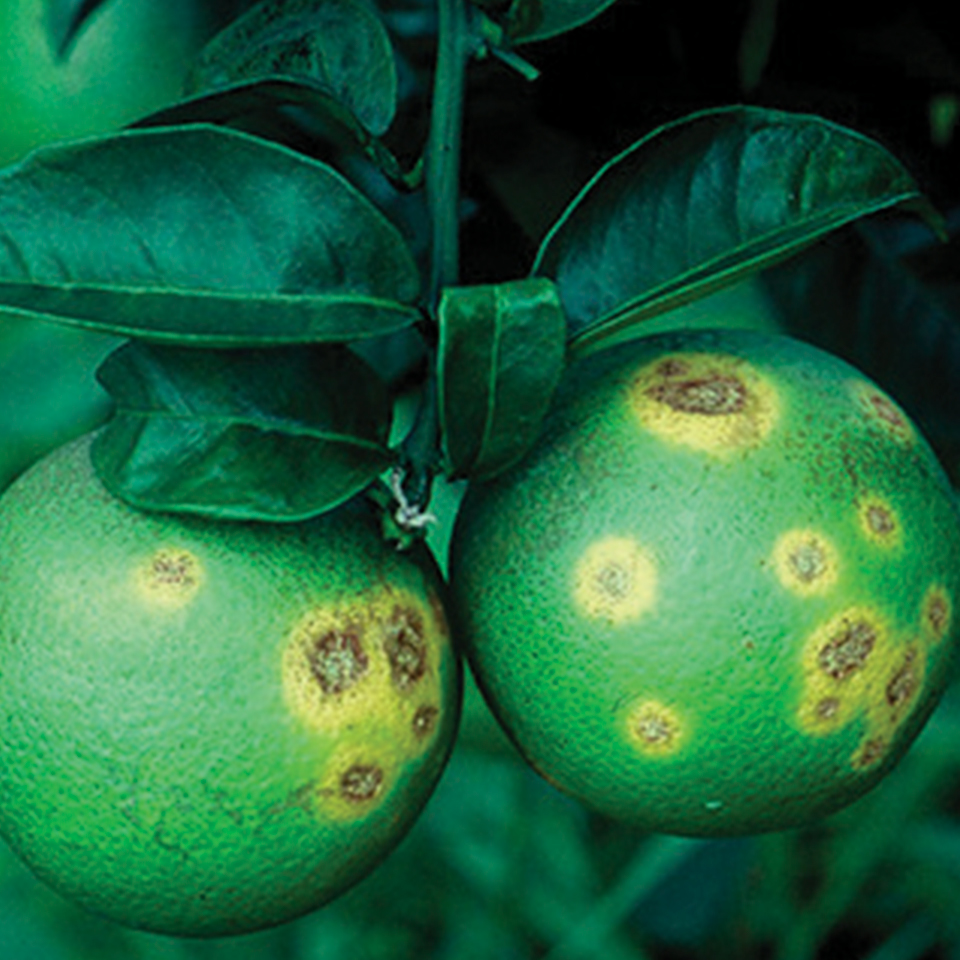 Brevipalpus phoenicis (ácaro-da-leprose)