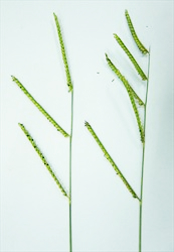 Brachiaria decumbens