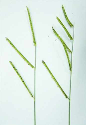 Brachiaria decumbens