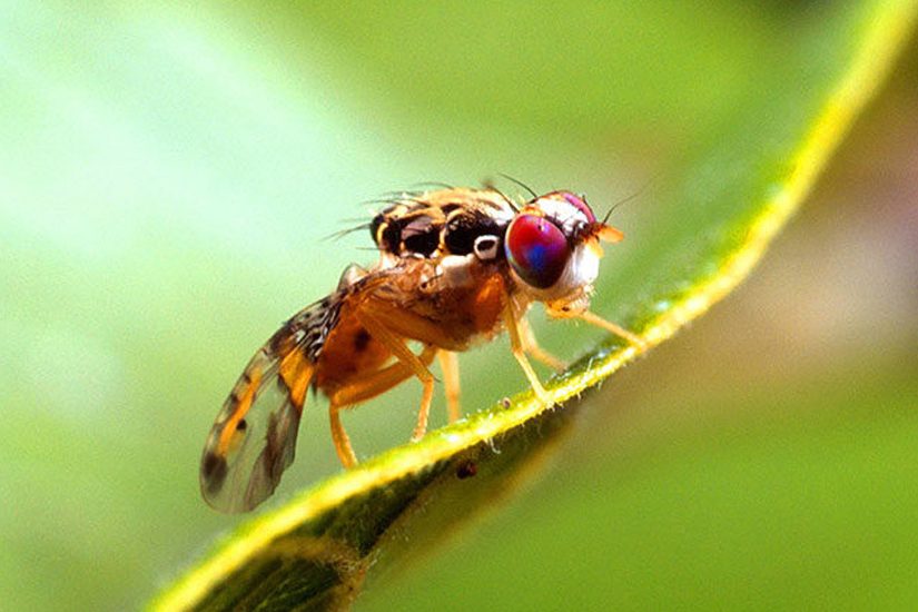 Mosca-das-frutas: como controlar essa praga na fruticultura?