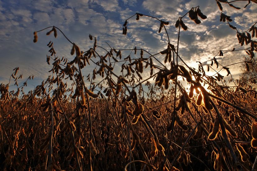 IHARA investe mais de R$ 5,5 milhões em projeto de sustentabilidade no agronegócio em 2021