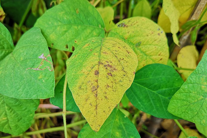 IHARA lança biológico com molécula inédita no Brasil