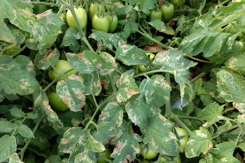 Larva-minadora do tomate: como manejar corretamente esta praga
