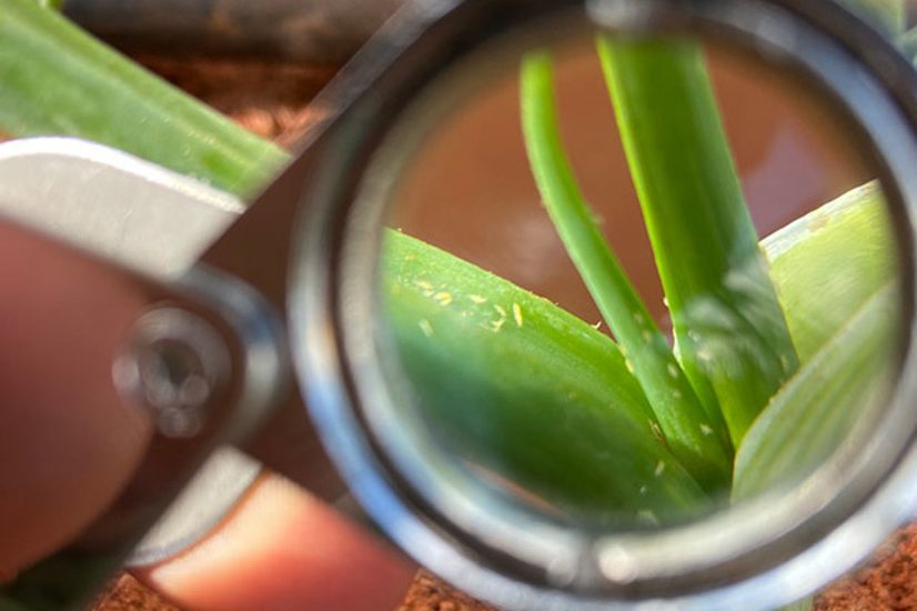 5 dicas para um manejo eficiente de tripes na cebola
