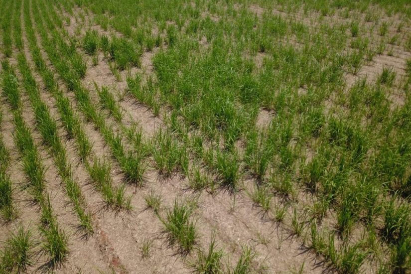 Benefícios do controle de nematoides na cana soca