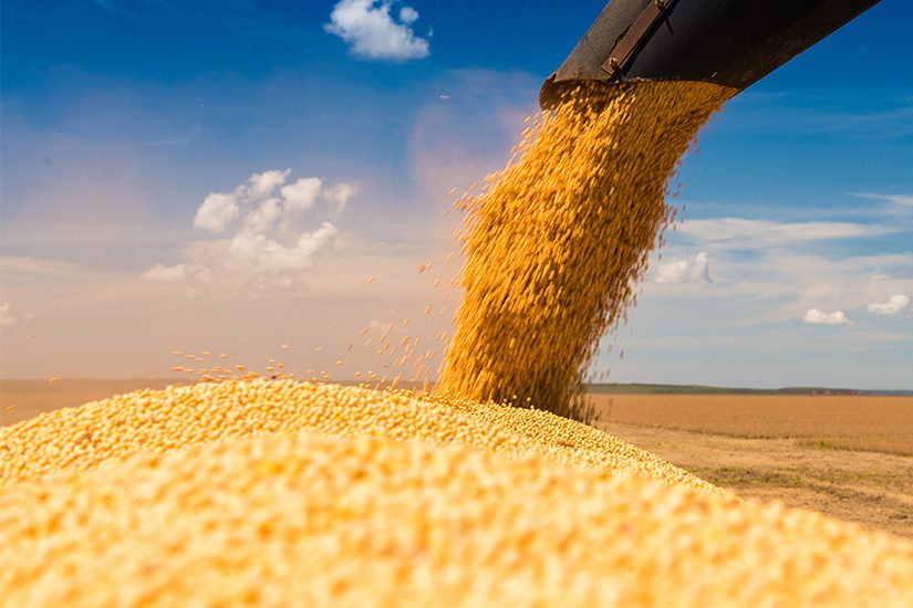 Soja: principal produto de exportação do Brasil