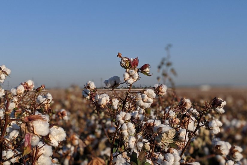 Cotonicultor investe cada vez mais em inseticidas e fungicidas para manejo eficiente de pragas e doenças para garantir a produtividade