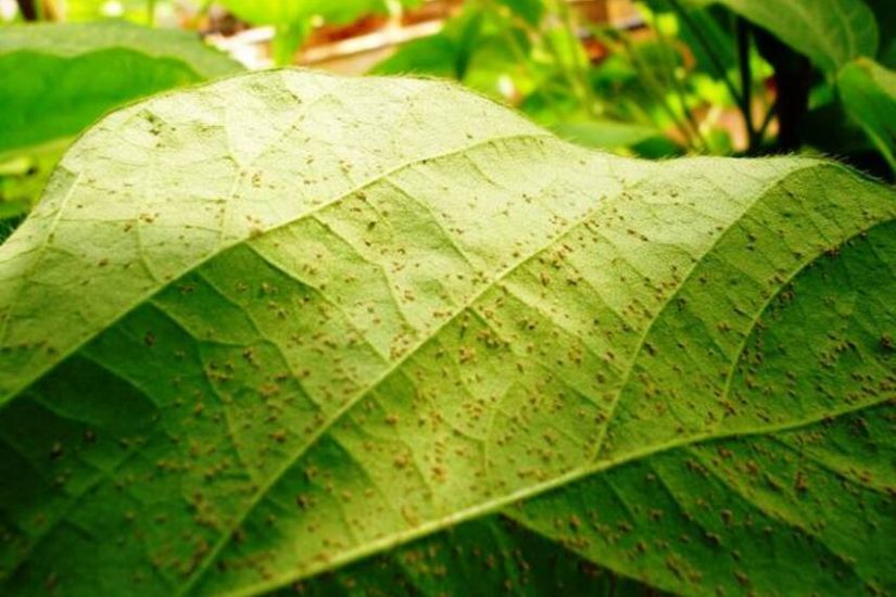Agricultores têm nova tecnologia para o controle preventivo de ferrugem na soja