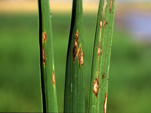 Pseudocercospora personata (mancha-preta)