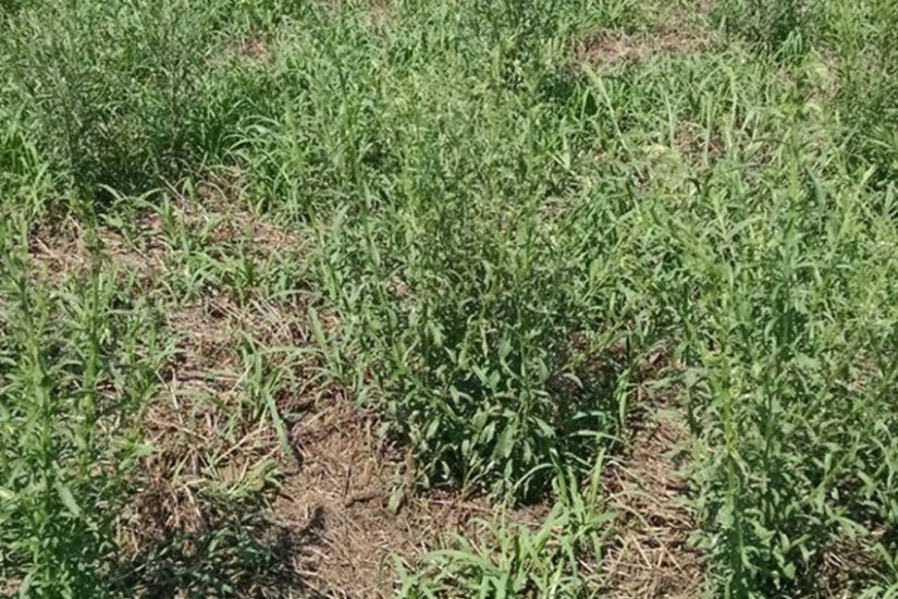 Vantagens da dessecação pré-plantio da soja que asseguram maior produtividade