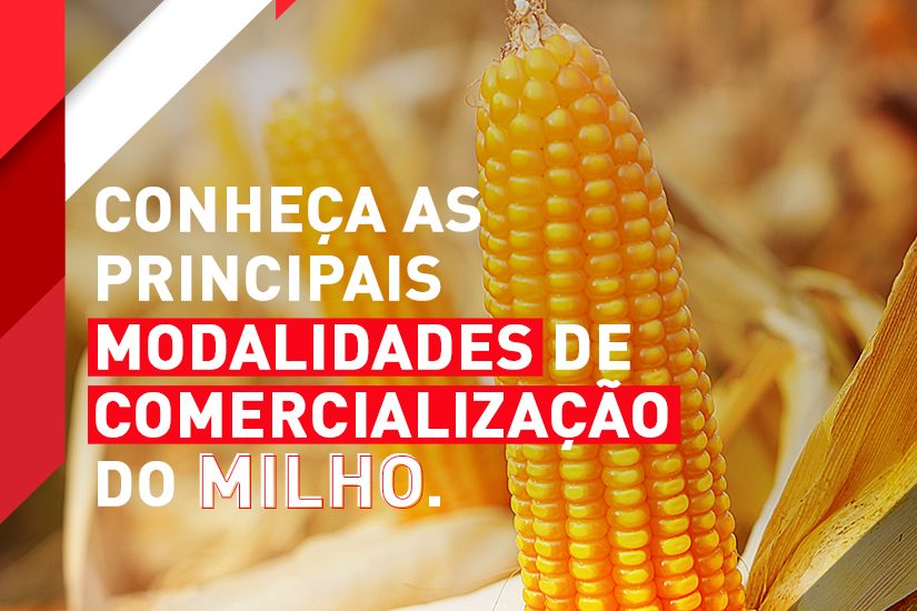 Conheça as principais modalidades de comercialização do milho