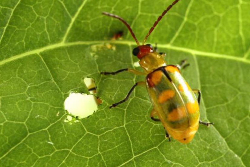 Manejo e controle de vaquinha na batata: Qual a melhor estratégia?