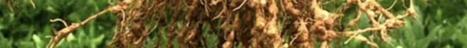 Meloidogyne incognita