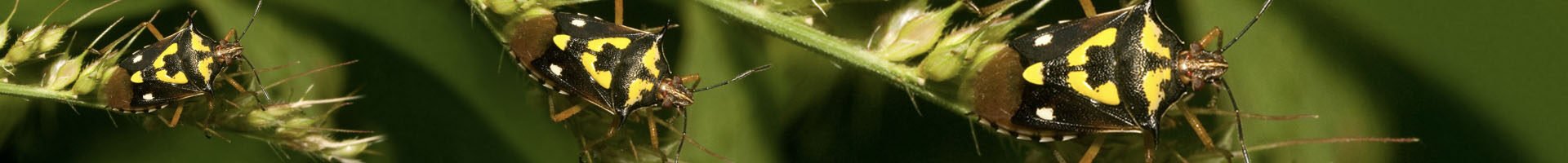 Oebalus poecilus (percevejo-do-grão)