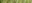 Lolium multiflorum