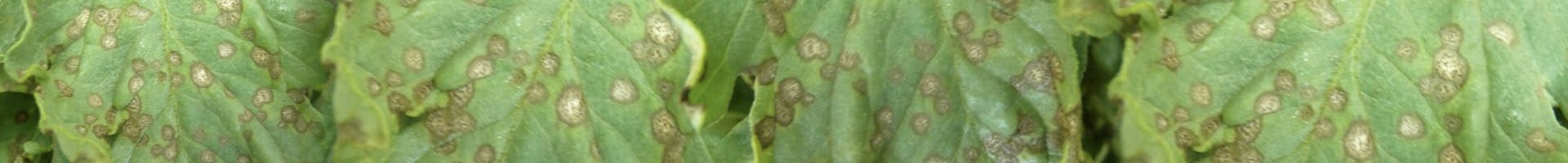 Septoria lycopersici (septoriose)