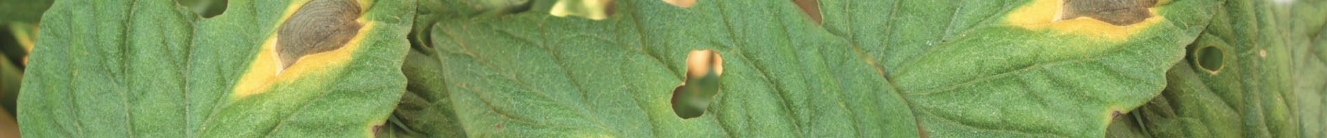 Alternaria solani (pinta-preta)