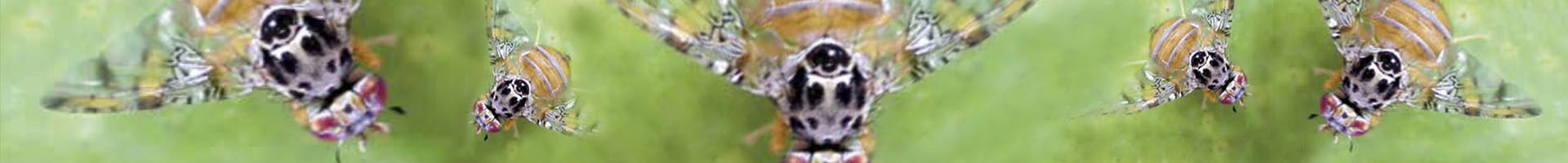 Ceratitis capitata (mosca-das-frutas)