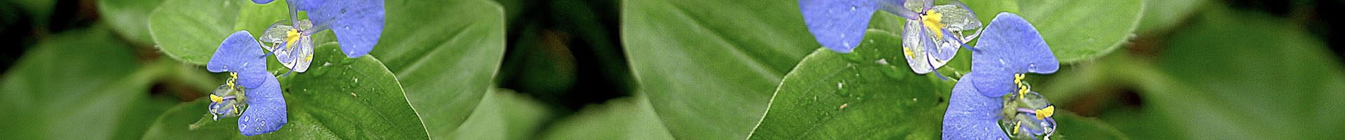 Commelina benghalensis