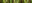 Colletotrichum truncatum