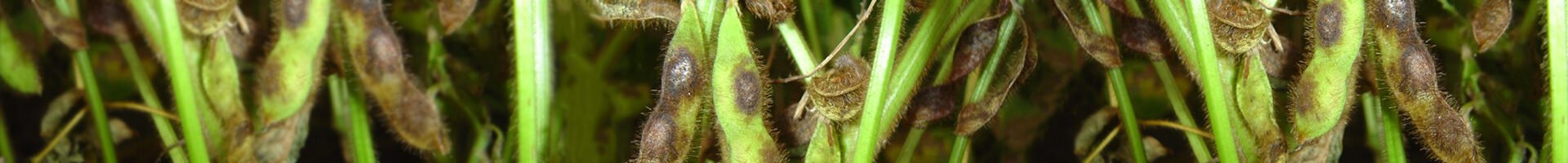 Colletotrichum truncatum