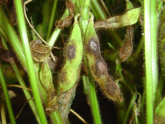 Cercospora kikuchii