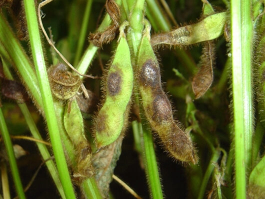 Elsinoe spondiadis