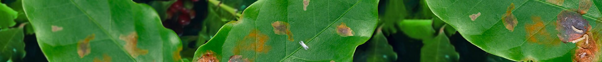 Leucoptera coffeella