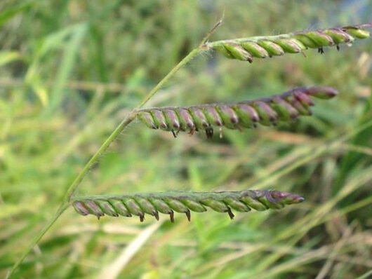 Sida rhombifolia (guanxuma-anual)