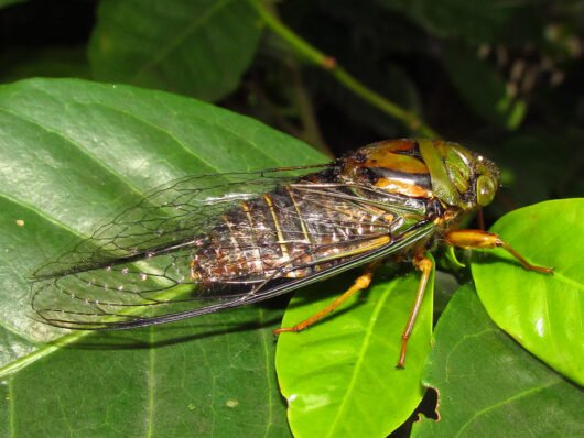 Leucoptera coffeella