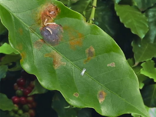 Diabrotica speciosa