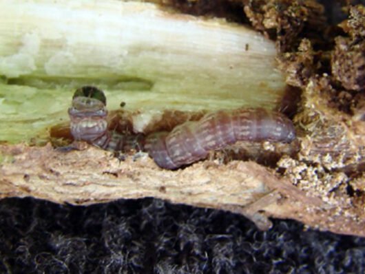 Frankliniella schultzei