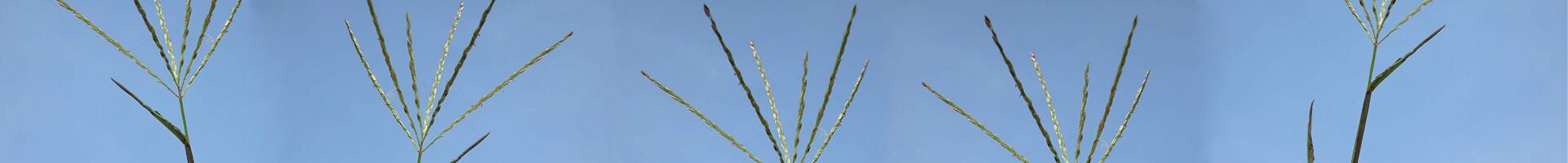 Digitaria horizontalis