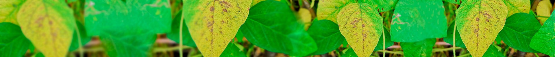 Phakopsora pachyrhizi (ferrugem-asiática)