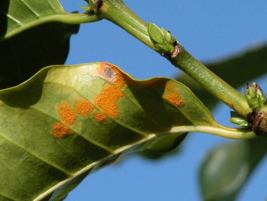 Puccinia coronata f. sp. avenae