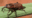 Sphenophorus levis
