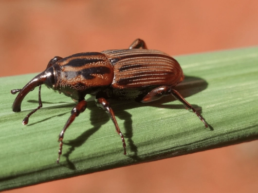Mahanarva fimbriolata