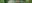 Zucchini
