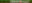 Sugar Cane