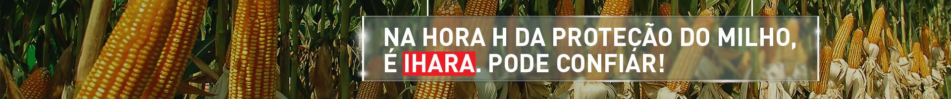 Milho OGM