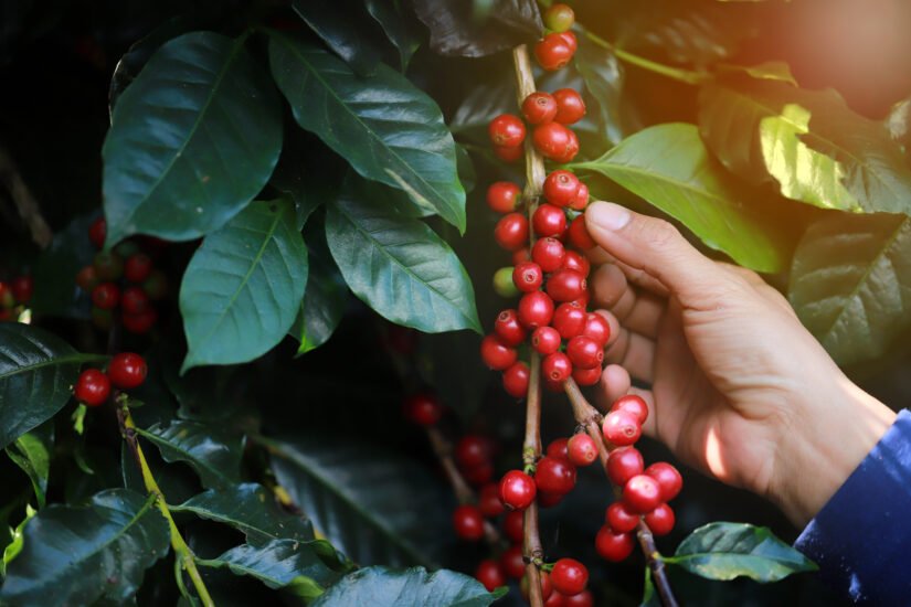 Principais pragas e doenças do café e como fazer o manejo