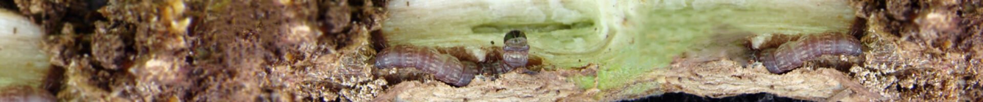 Elasmopalpus lignosellus