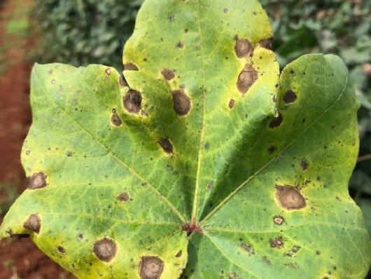 Colletotrichum truncatum