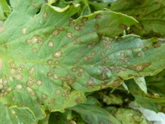 Cercospora fusimaculans