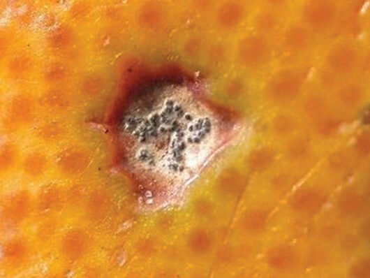 Cercospora arachidicola