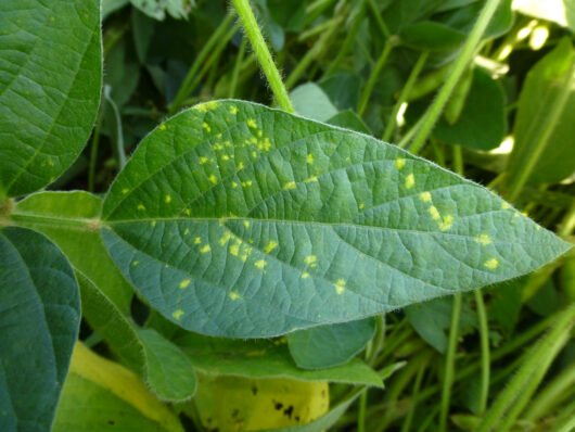 Phakopsora pachyrhizi (ferrugem-asiática)