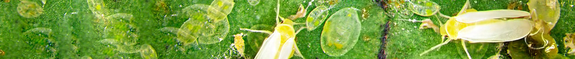 Bemisia tabaci raça B