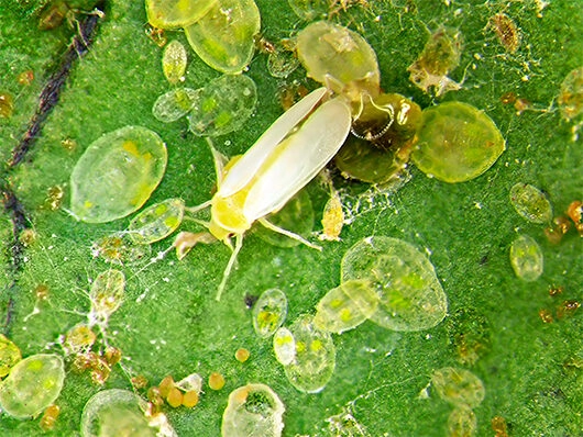 Tetranychus urticae