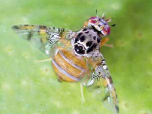 Leucoptera coffeella